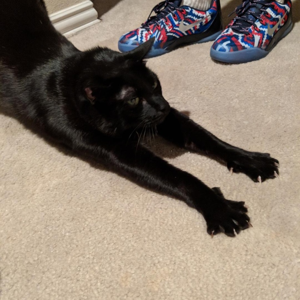 Cats, but nobody wants 'em!!!!